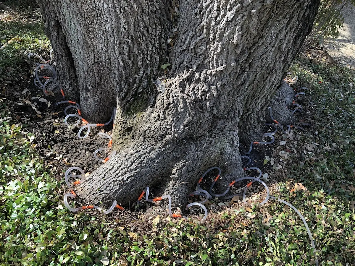 Detailed Tree Cabling and Bracing job site in Sherrills Ford